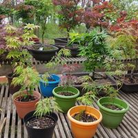 Potted plants