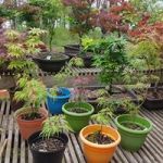 Potted plants