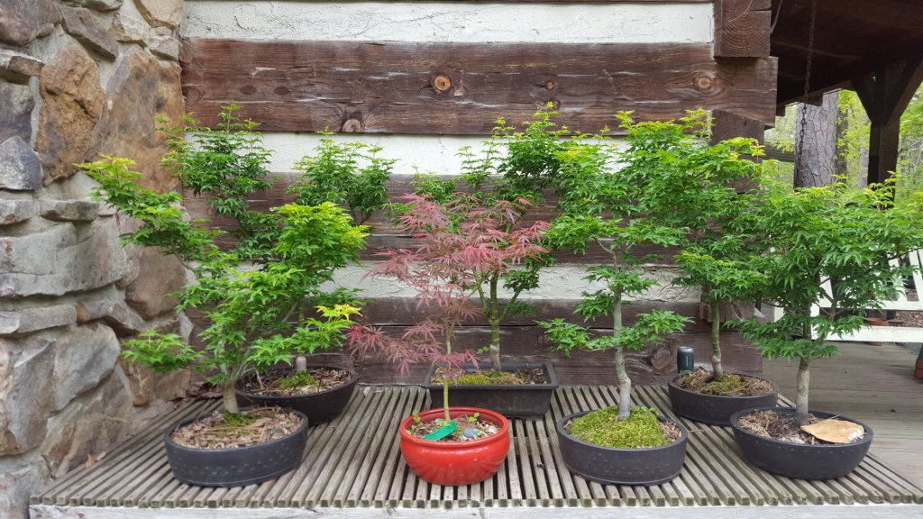 Potted plants