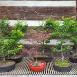Potted plants