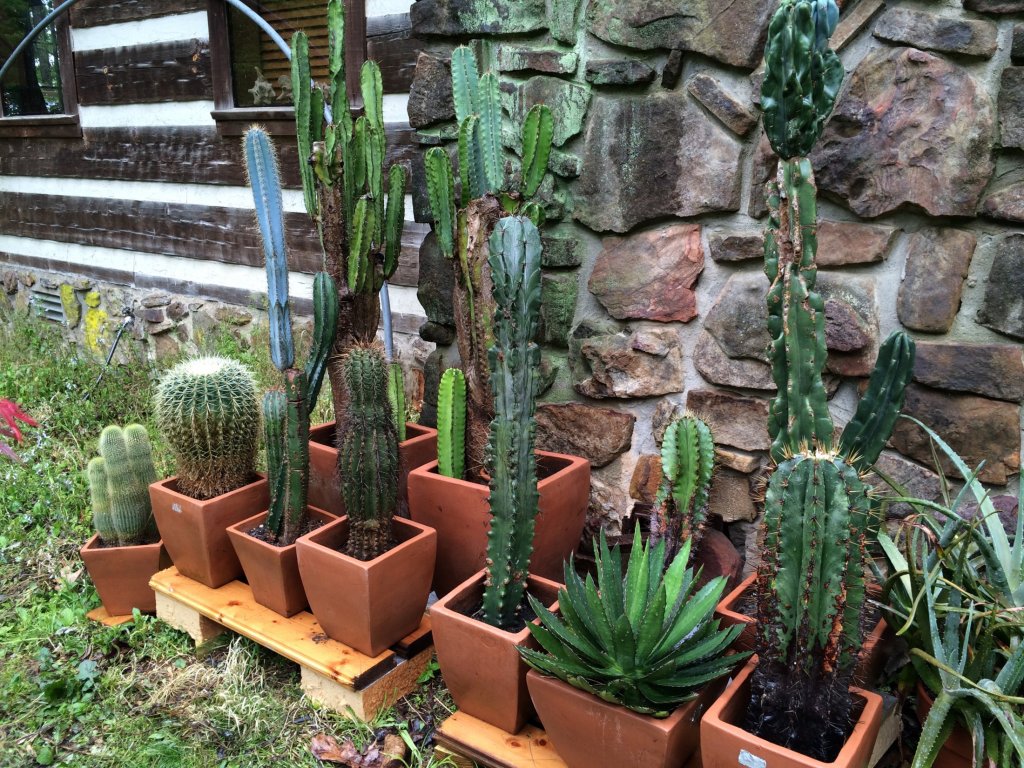 Potted cacti
