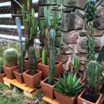 Potted cacti