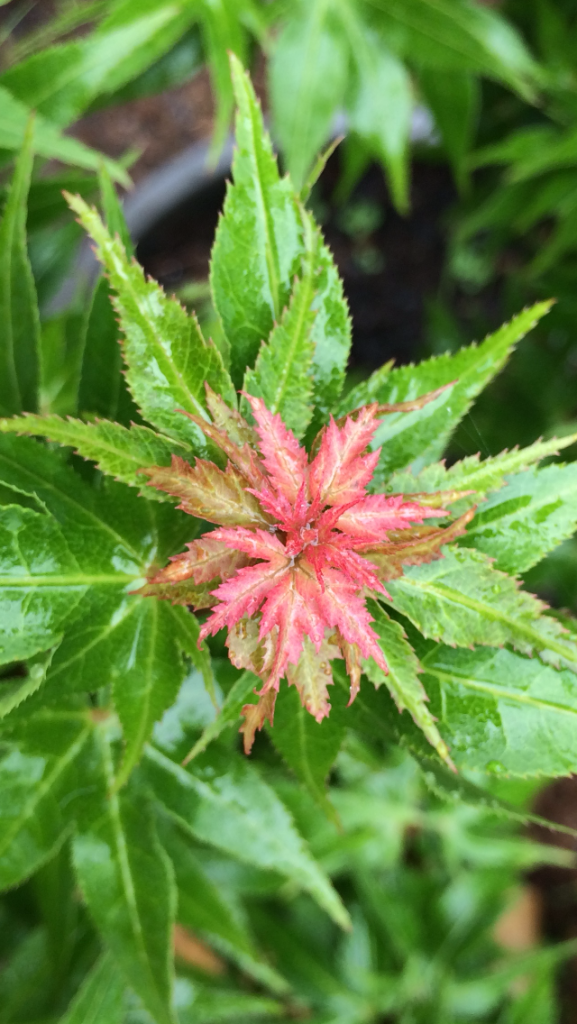 Plant