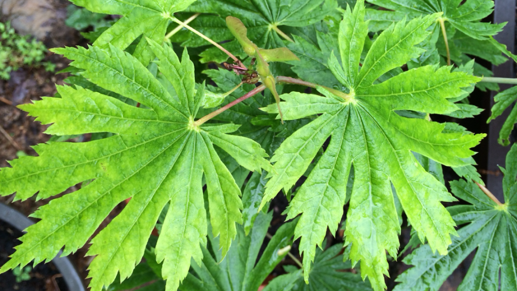 Plant