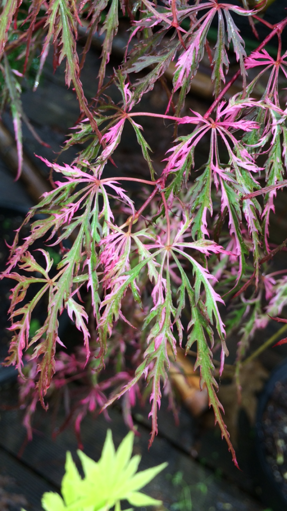 Plant