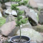 Potted plant