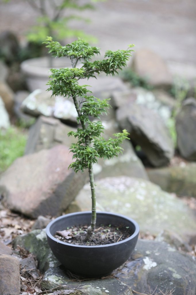 Potted plant
